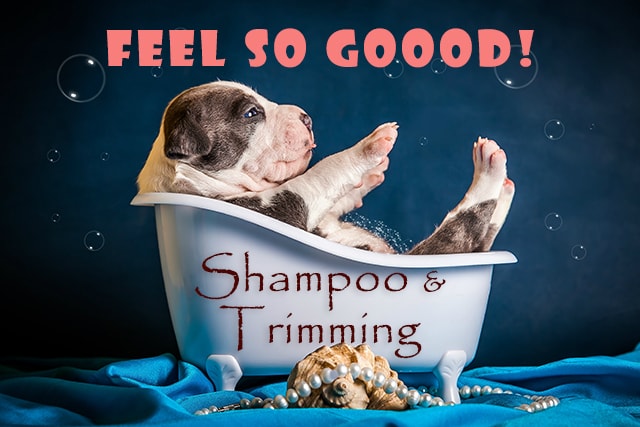 リトルマミーのシャンプー＆トリミング