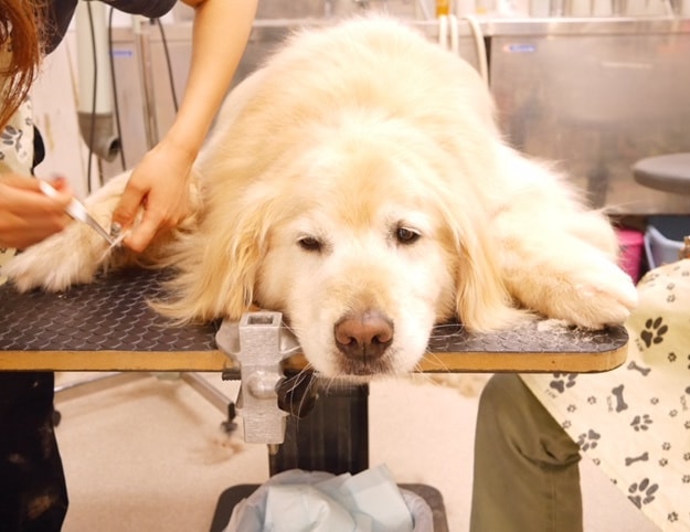 爪切り中わんちゃん