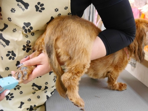 足裏バリカン中わんちゃん