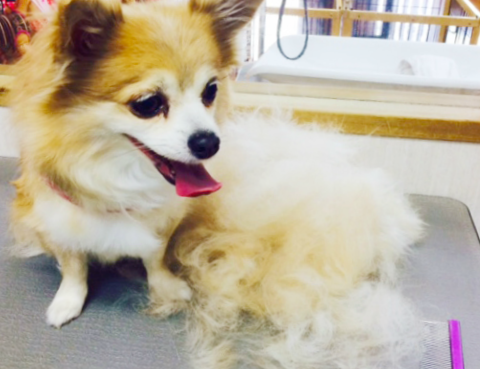 わんちゃんの抜け毛