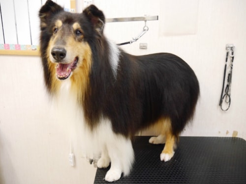 シャンプー後のわんちゃん