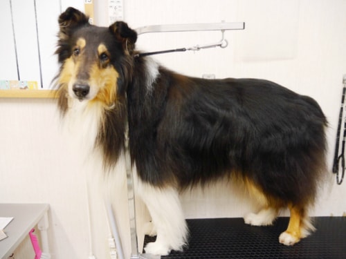 シャンプー前のわんちゃん