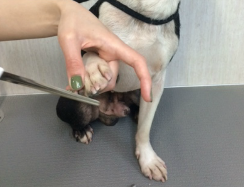 爪切り中わんちゃん